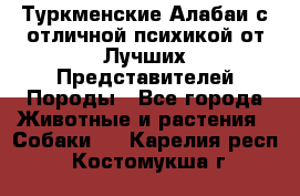 Туркменские Алабаи с отличной психикой от Лучших Представителей Породы - Все города Животные и растения » Собаки   . Карелия респ.,Костомукша г.